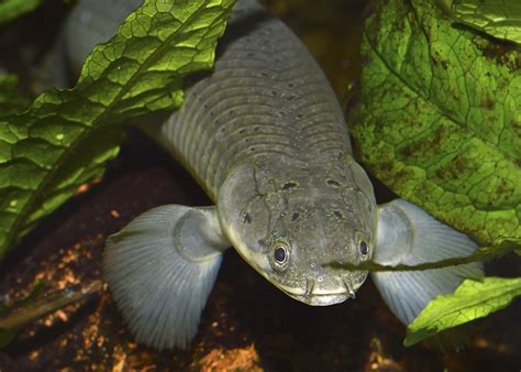 Bichir Fish: The Complete Care And Breeding Guide.